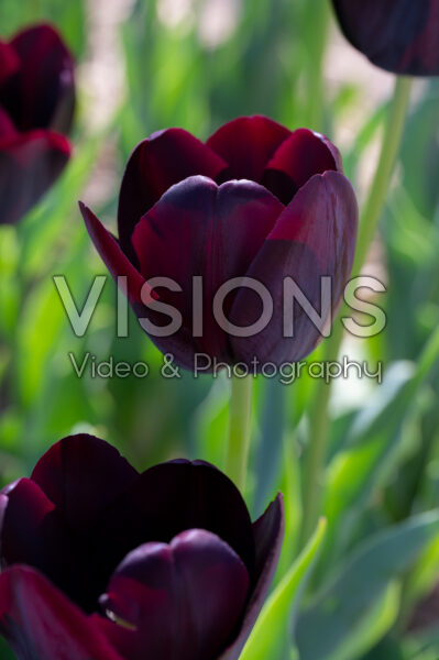 Tulipa Queen of Night