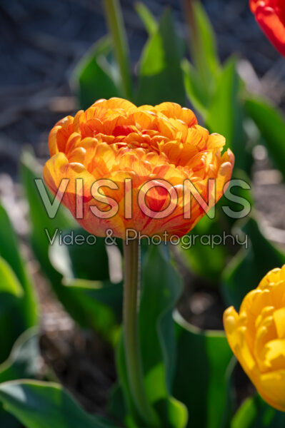 Tulipa Sun Lover Tulipa Sun Lover