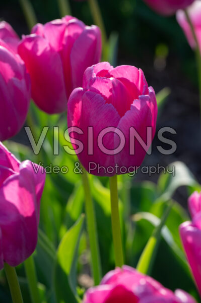 Tulipa Purple Pride