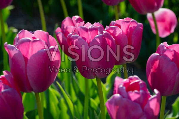 Tulipa Purple Pride