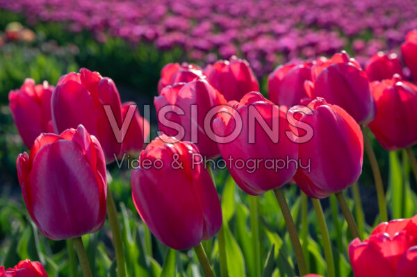 Tulipa Pink Pride