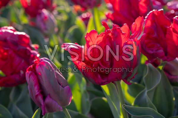 Tulipa Red Madonna
