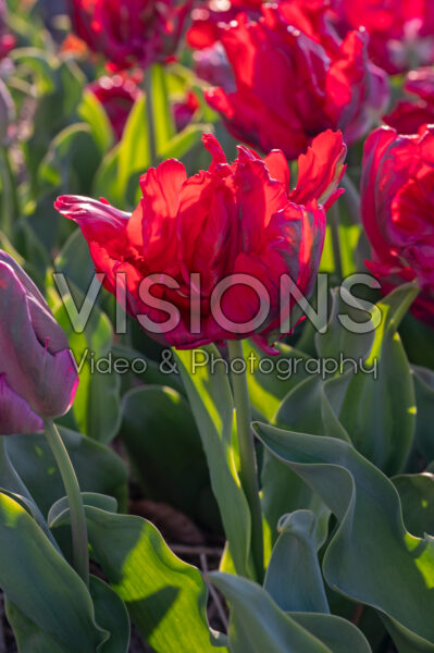 Tulipa Red Madonna
