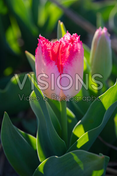 Tulipa Sweet Paradise