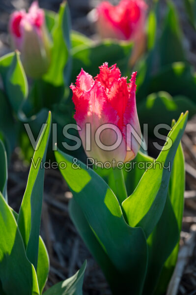 Tulipa Sweet Paradise