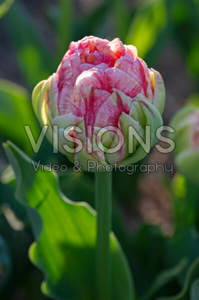 Tulipa Sprinkle Dip