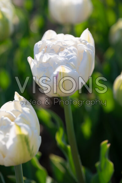 Tulipa Casablanca Tulipa Casablanca