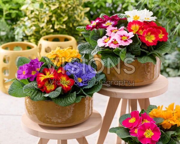 Primula acaulis mix Primula acaulis mix