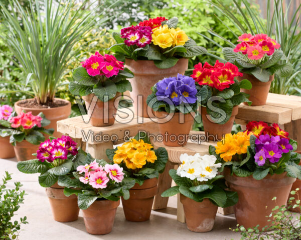 Primula acaulis mix