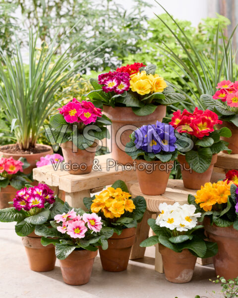 Primula acaulis mix