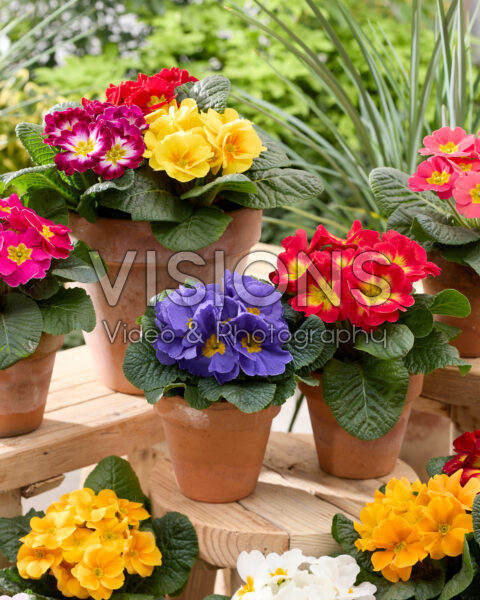 Primula acaulis mix Primula acaulis mix