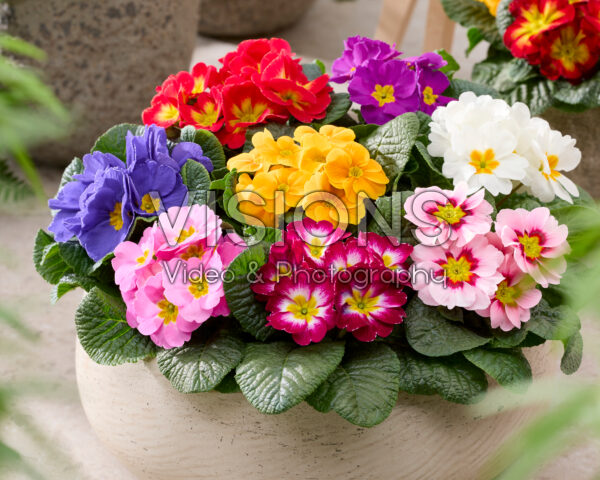 Primula acaulis mix