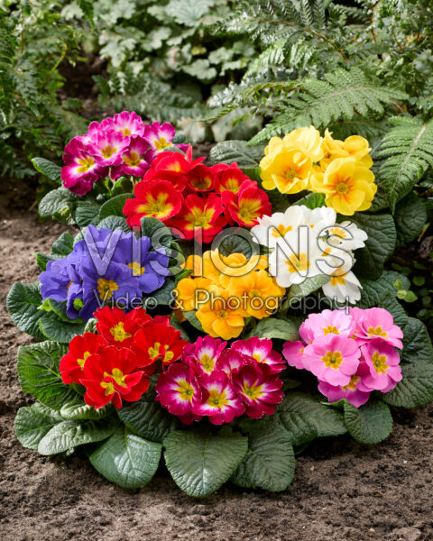 Primula acaulis mix Primula acaulis mix