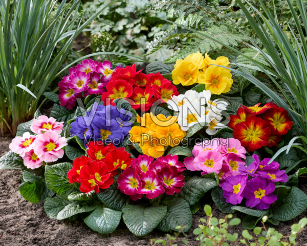 Primula acaulis mix