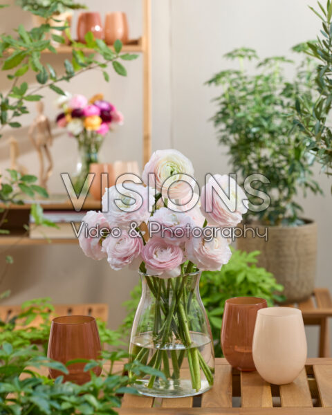 Ranunculus Clooney roze