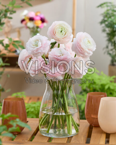 Ranunculus Clooney light pink