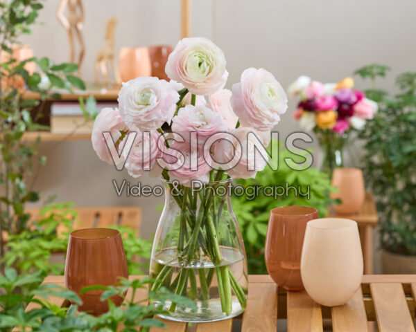 Ranunculus Clooney roze