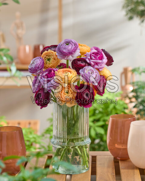 Ranunculus Clooney mixed