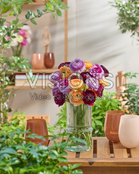 Ranunculus Clooney gemengd
