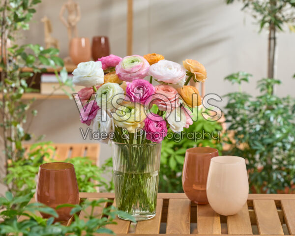 Ranunculus Clooney gemengd
