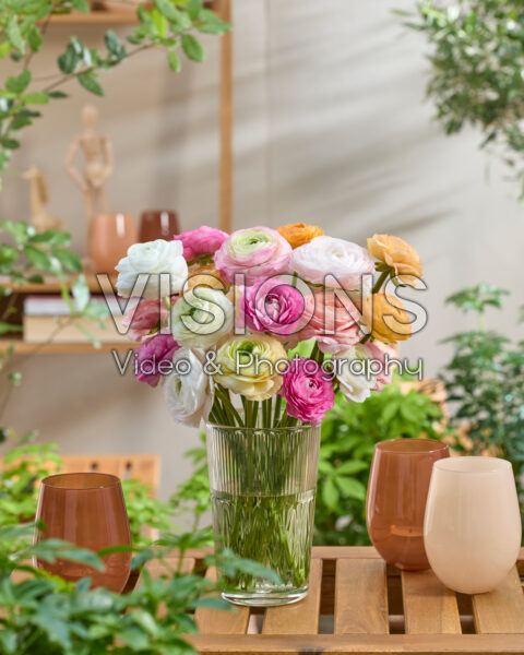 Ranunculus Clooney gemengd