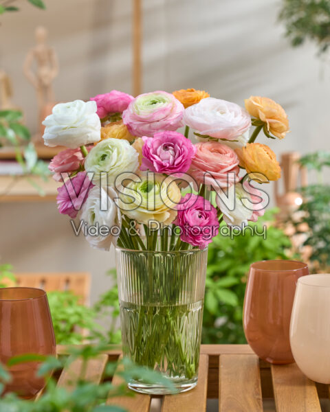 Ranunculus Clooney gemengd