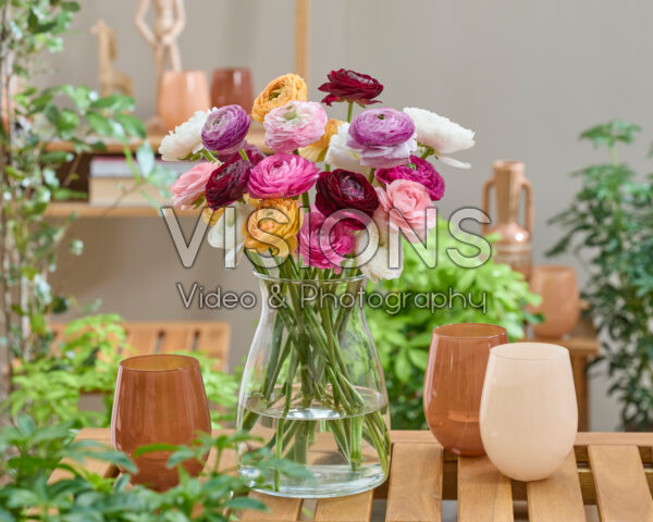 Ranunculus Clooney mixed