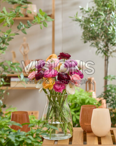 Ranunculus Clooney mixed