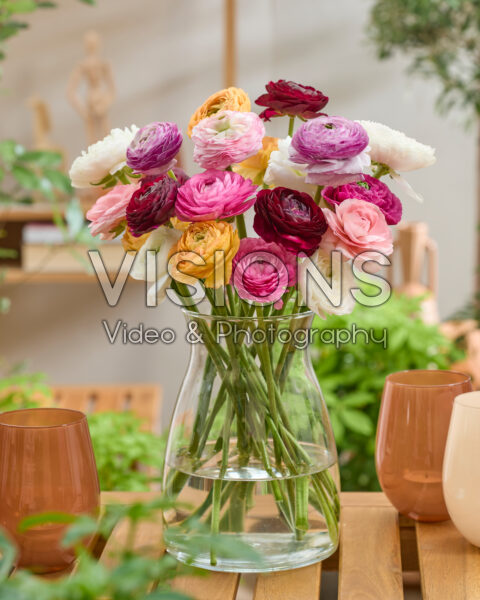 Ranunculus Clooney mixed