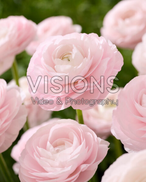 Ranunculus Clooney roze