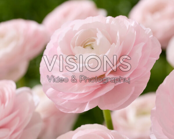 Ranunculus Clooney roze