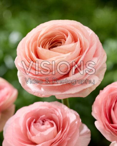 Ranunculus Clooney zalmroze