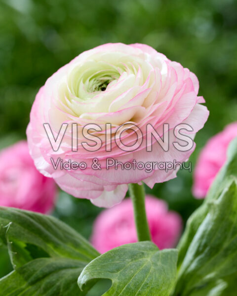 Ranunculus Clooney bicolour Ranunculus Clooney bicolour