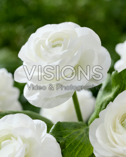 Ranunculus Clooney white