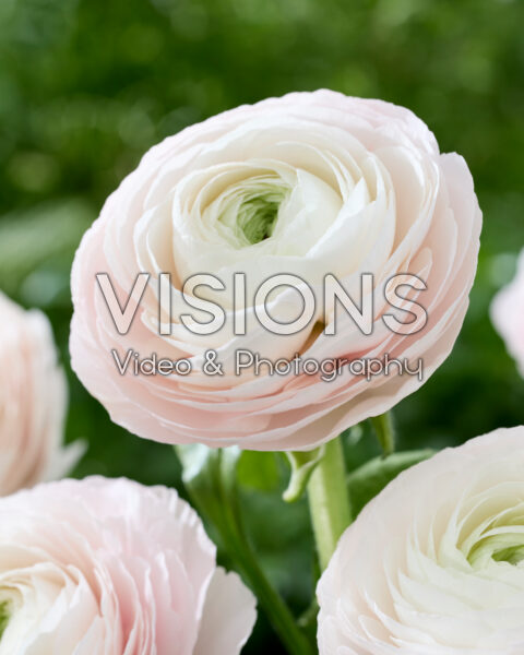 Ranunculus Clooney roze