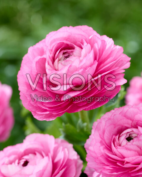 Ranunculus Clooney roze Ranunculus Clooney roze