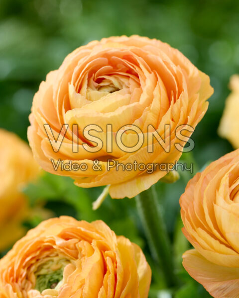 Ranunculus Clooney oranje