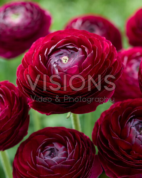 Ranunculus Clooney rood