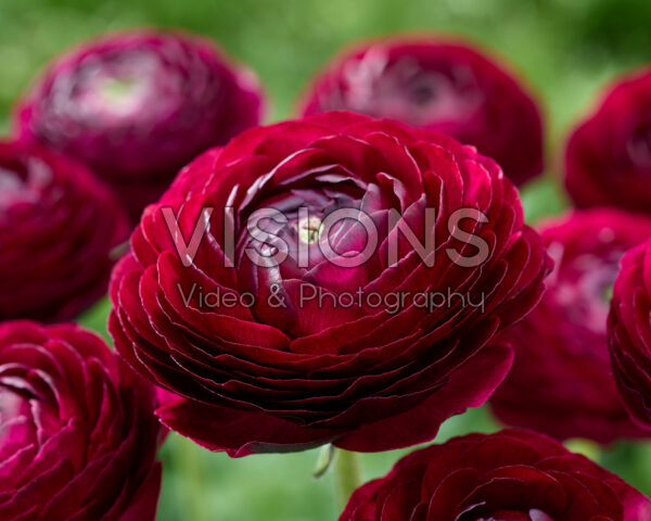 Ranunculus Clooney red