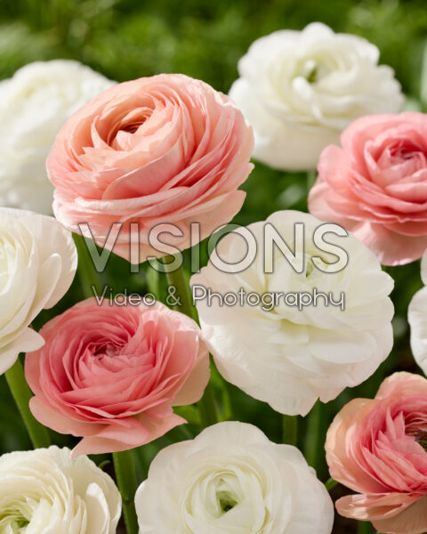 Ranunculus Clooney combinatie