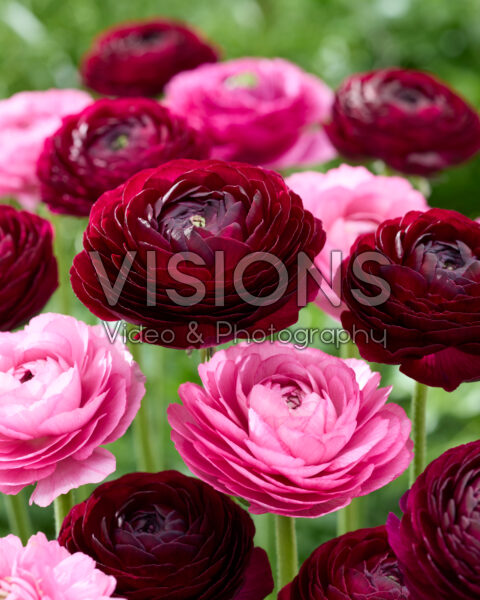Ranunculus Clooney combination