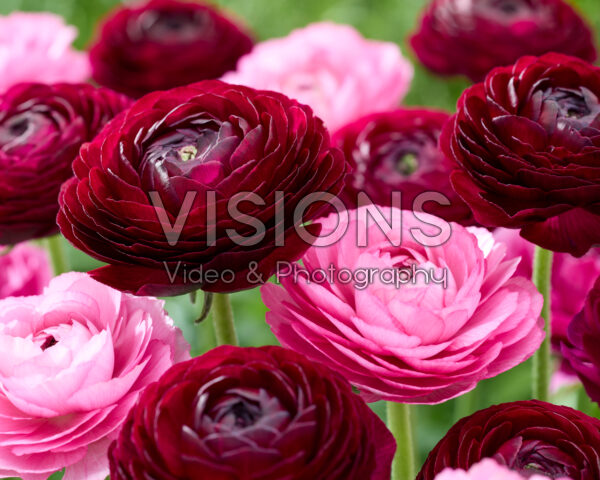 Ranunculus Clooney combinatie