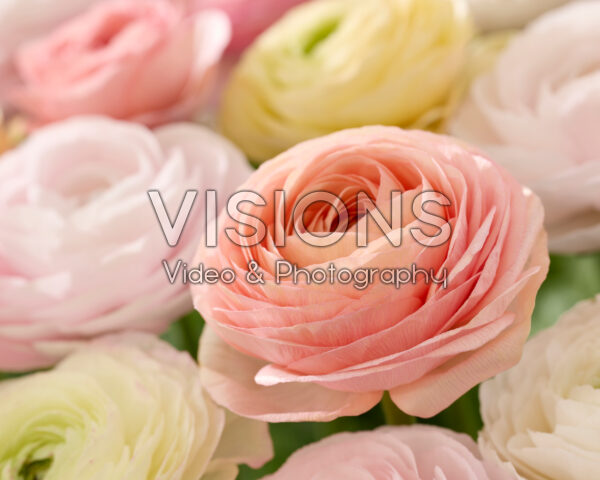 Ranunculus Clooney pastel mix