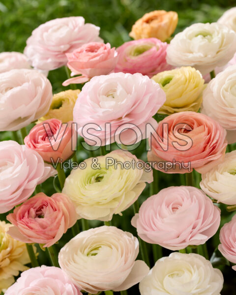 Ranunculus-mix