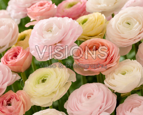 Ranunculus mix