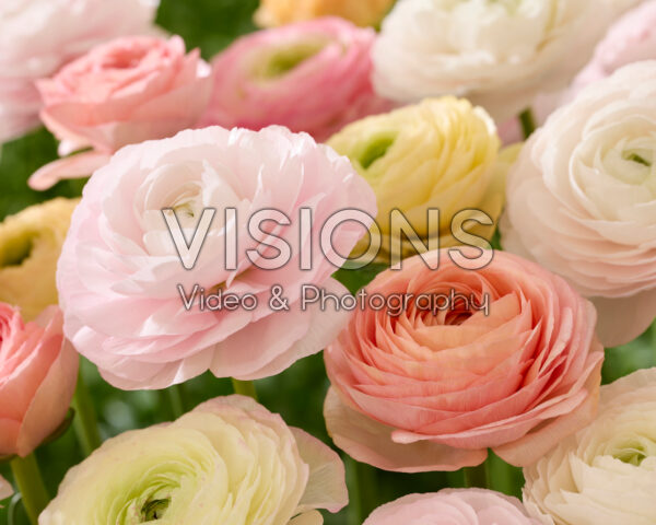 Ranunculus-mix Ranunculus-mix