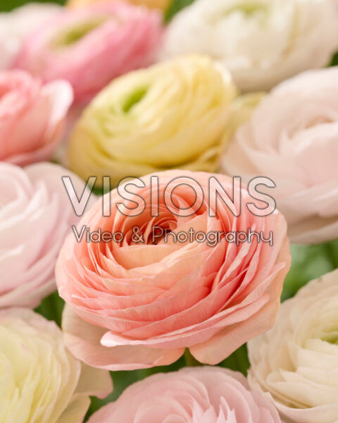 Ranunculus