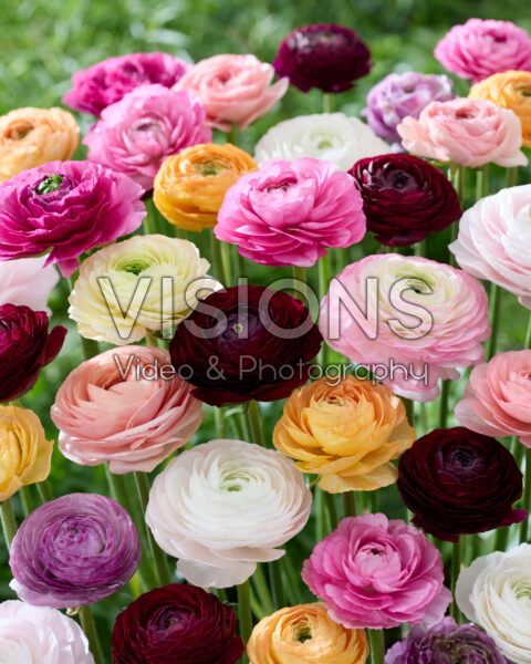 Ranunculus Clooney mix