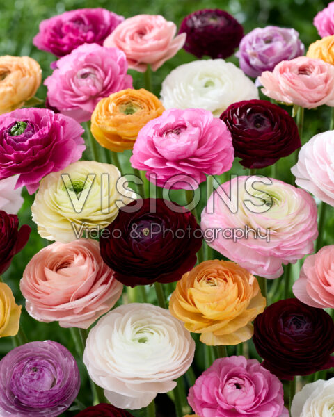 Ranunculus Clooney mix