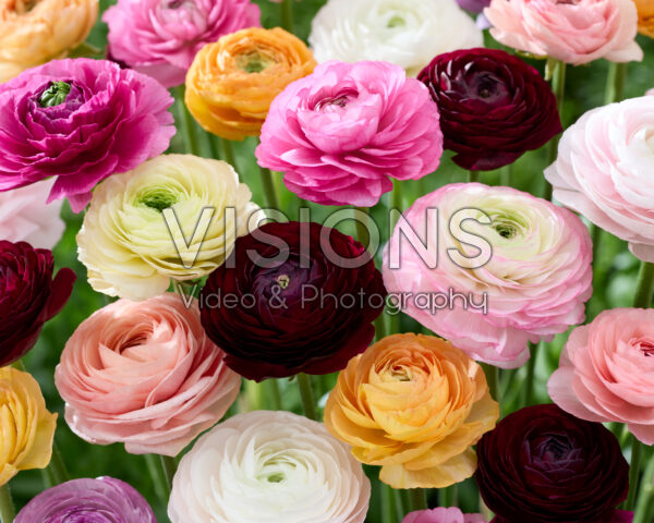 Ranunculus Clooney mix